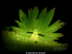 
BOTTOMLIGHT, Costasiella sp., YOS Lembeh
Bigblue torch... by Abdul Rahman Jamaludin 
